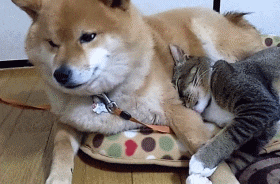 搞笑|搞笑GIF：这胖姐姐估计得单身一辈子