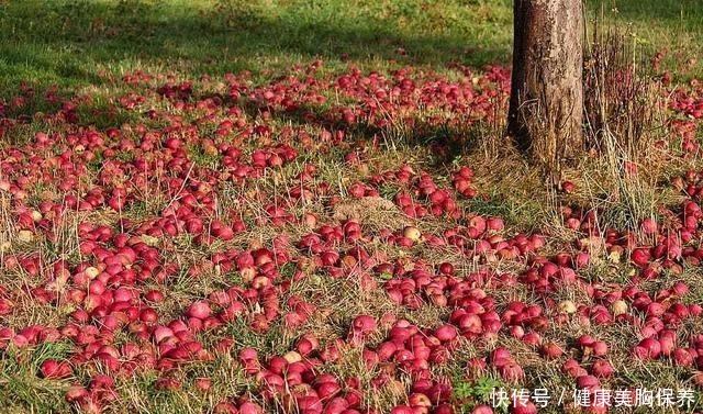 教你做|苹果丰收季，教你做正宗的苹果派，大人小孩都爱吃的美味！