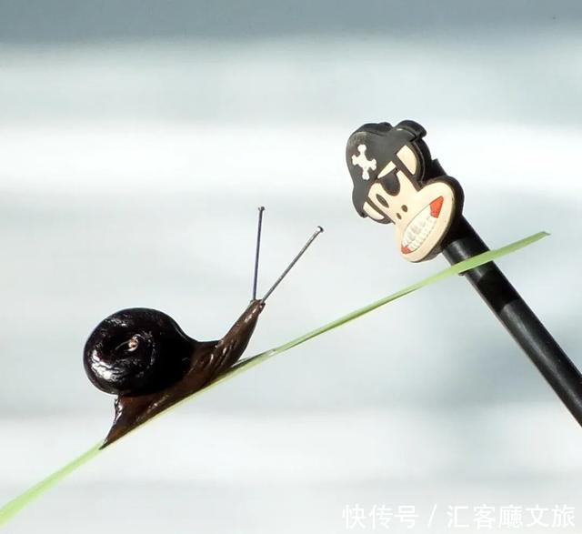 世界|58岁大爷用蔬菜做出了动物世界,网友:果然,你大爷还是你大爷!