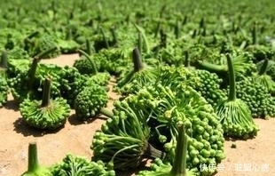 莫慌|立秋后,晚上睡眠不佳,莫慌!多用此物泡水,镇静安神,早知早好