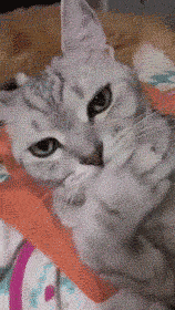 满满的|搞笑GIF：满满的都是套路