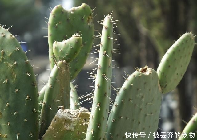 斯文|年轻游客踹断景区仙人掌，同时也暴露了他斯文面孔下的内心