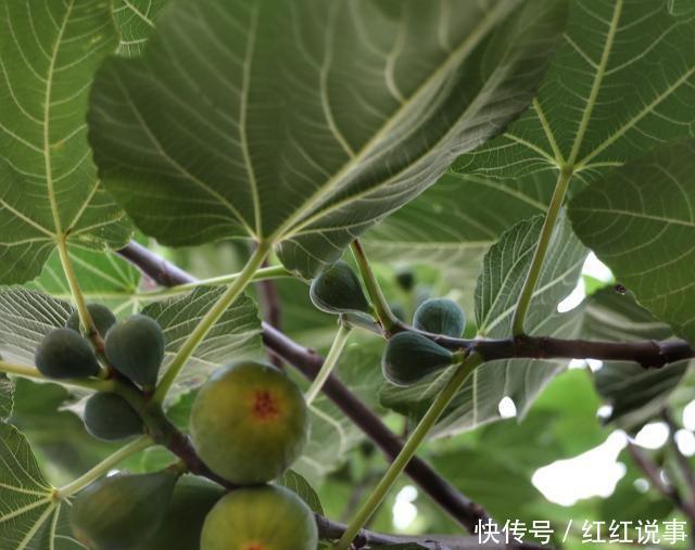  秋季|在无花果夏季，春季和秋季有明显的水果
