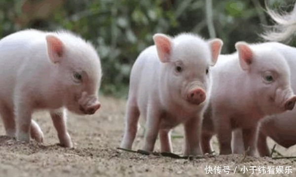 是因为|回民不吃猪肉是因为敬重吗 不是, 古兰经中有句告诫语说明一切