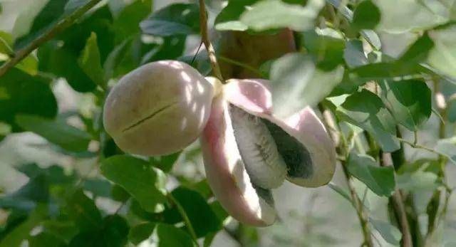 城里人|这种野味叫“土香蕉”,城里人吃不到,农村遍地都是,你吃过吗