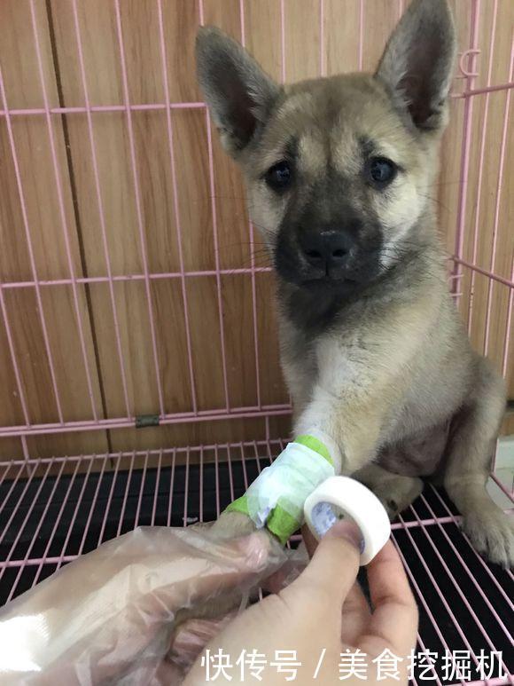  看着|路边捡到只小奶狗，女孩带回家后才知道它流浪的原因，令人气愤