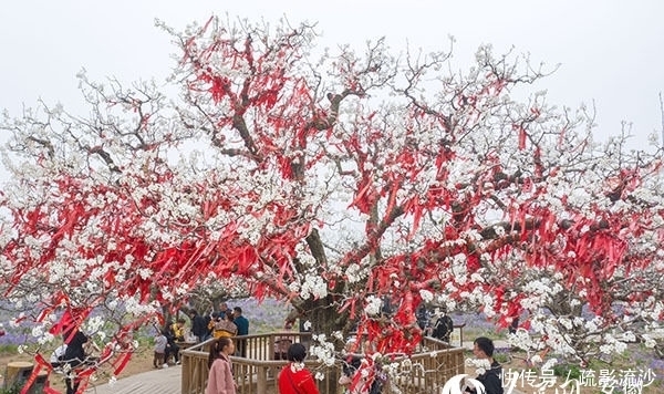 砀山|砀山网络梨花节开幕在即:除了梨花海 还能看到啥?