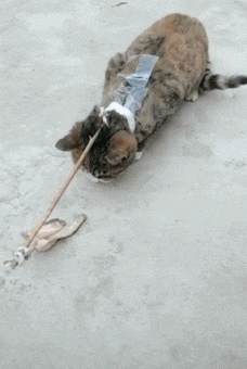  GIF|搞笑GIF：妹子你这么会玩，你男朋友知道吗？