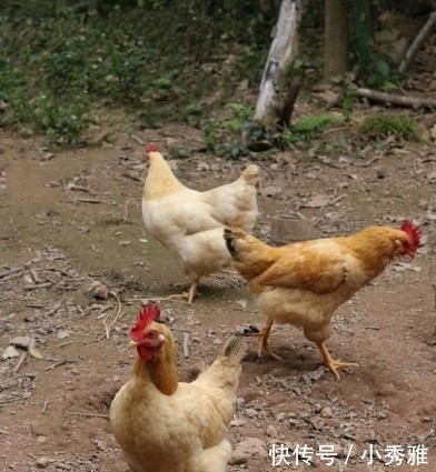 盛情难却|姐姐家请吃饭，姐夫下厨做了一桌客家菜，又吃又拿盛情难却！