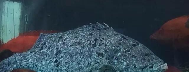 海鲜|世界上65种珍奇海鲜,贝爷都不敢说全部吃过,你吃过几种