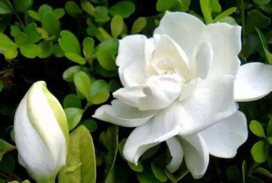  花色|此花花色玉洁无暇，盛开时散发着沁人心脾的芳香，令人心旷神怡