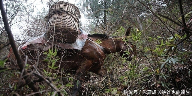 俗语|农村俗语：饿死不吃骡子肉，骡子肉有那么难吃吗？现在明白了