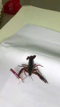  GIF|搞笑GIF：天下武功唯快不破！