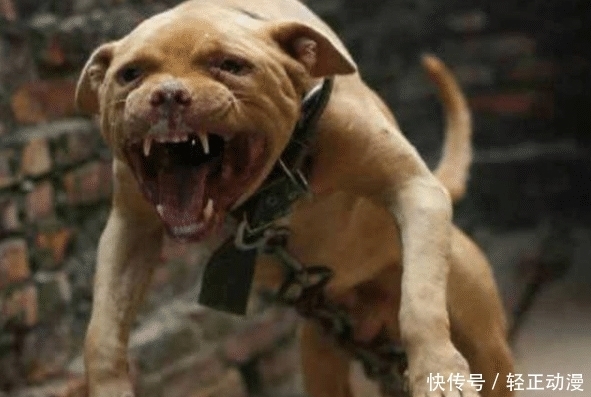  身亡|被狗绳绊倒，老人腾空面朝下摔地后身亡，目击者：狗主人已被控制