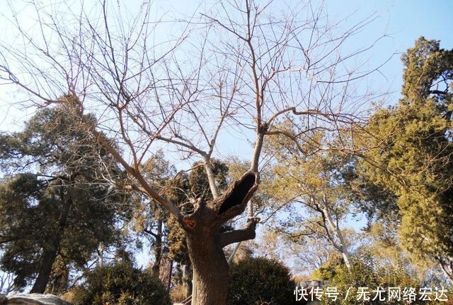 脖树|300多年过去了,那棵吊死崇祯皇帝的老歪脖树命运如何了?