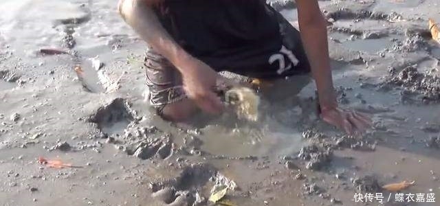 皮皮虾|海滩上发现有两个小洞 男子竟把腿伸进去 大呼: 原来它住在里面