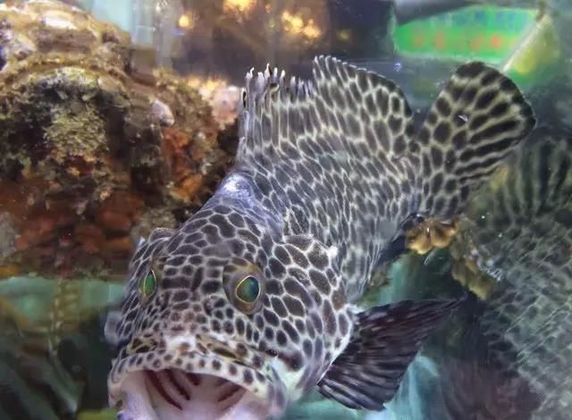 海鲜|世界上65种珍奇海鲜,贝爷都不敢说全部吃过,你吃过几种