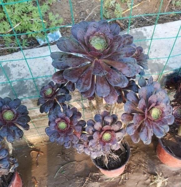 盆里|法师睡醒了，叶子伸展开了，盆里撒点缓释肥，侧芽呼呼爆不停