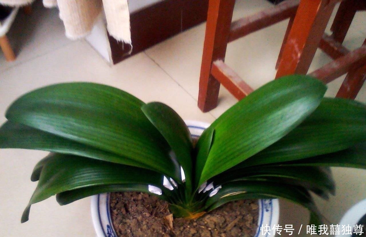  种植|花卉种植技术：君子兰不开花是什么原因，施肥不当通风不畅！