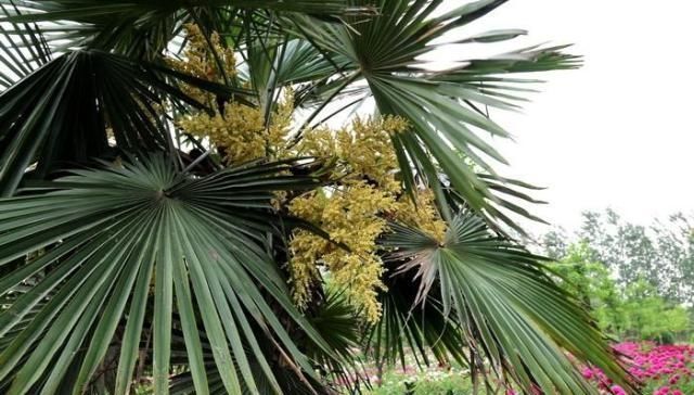 棕榈花|外形像“鱼卵”,过去只用来观赏,如今一斤10元,想买得排队