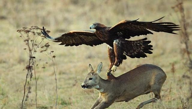  霸主|世界猛禽战力排行榜，谁才是猛禽界的天空霸主