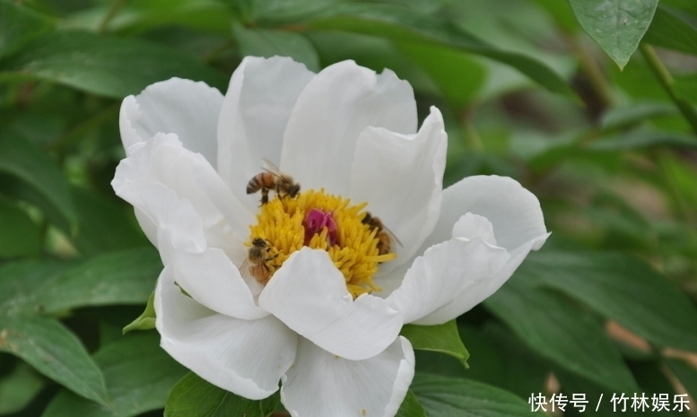  出息|“处处为子女着想”的三生肖女，是慈母但不败儿，子女孝顺有出息