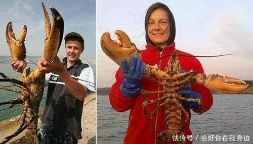 世界|世界上最大只的龙虾,体长2米比人还高