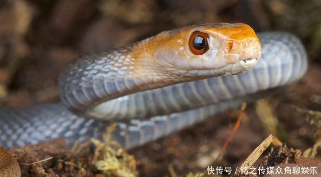 会导致|被毒蛇咬伤怎么办?用嘴吸毒液或割肉放血都是错的