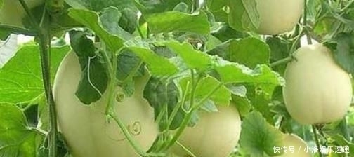 杂交|甜瓜杂交栽培技术,掌握几点关键技巧,提高甜瓜的果实率