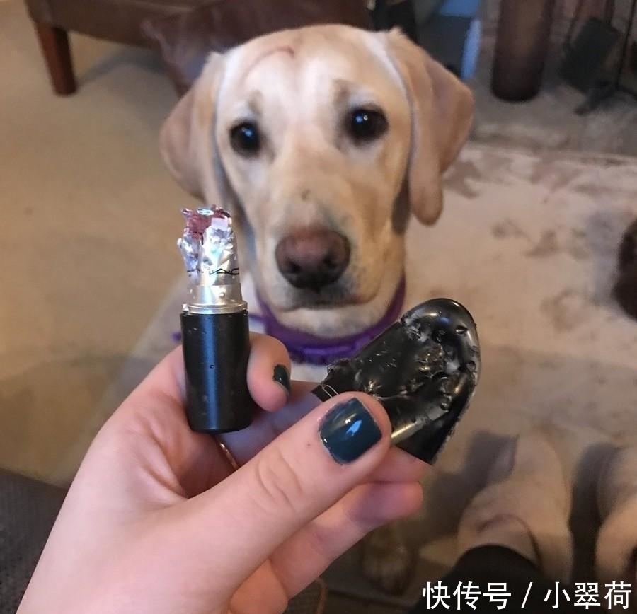 沙发|看到狗子犯错后一副这么无辜的表情, 铲屎官都下不了手!