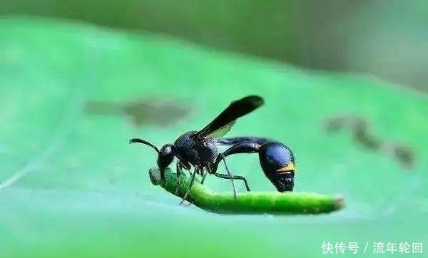 诗经|《诗经》这句诗错了一千年, 还在继续错下去