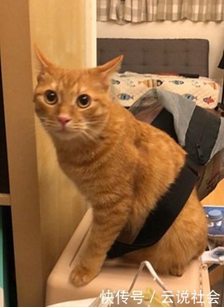 橘猫|这真的是橘猫吗?不仅爱看篮球赛,还背起球袋想和主人出门打球去