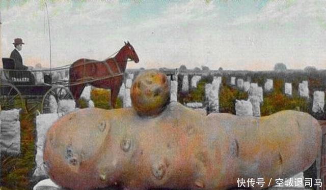 母鸡|原来美国历史上也发生过“大跃进”,母鸡可以拉车,兔子比熊还大