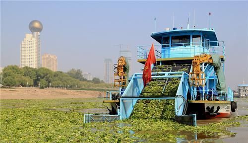 野菜|原产巴西,曾是水中一大祸害,如今成高档野菜,4元一斤