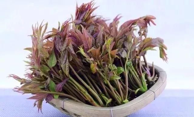 苍南|春风十里 不如苍南这几道时令美食!你尝了吗?