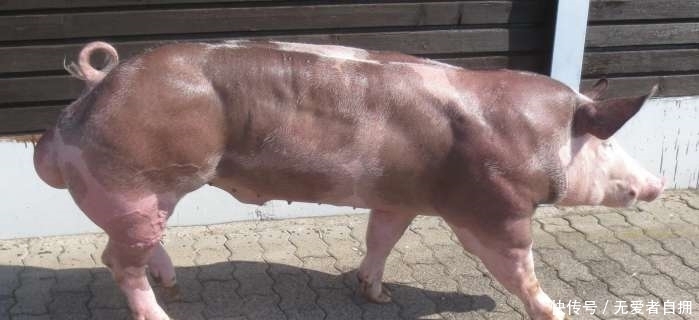 瘦肉|全世界最强壮的猪，浑身肌肉没有一点肥肉
