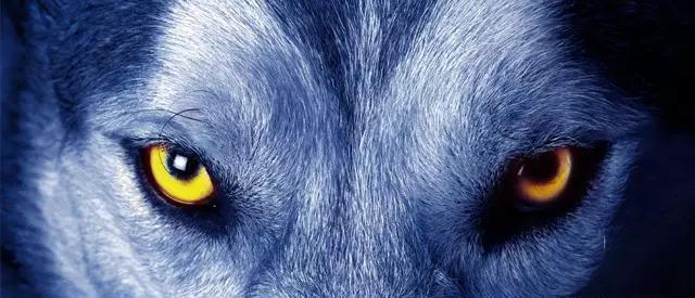 动物|狼究竟是什么动物?