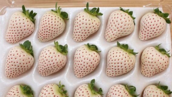 人拿出|吃货拿水果炫富,日本的白草莓,迪拜的黑皮西瓜,中国默默拿出“它”