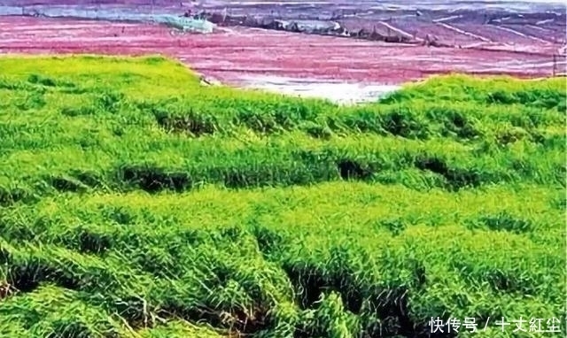 头疼|中国人终于头疼了!由于数量过多,不得不开着挖掘机“铲掉”