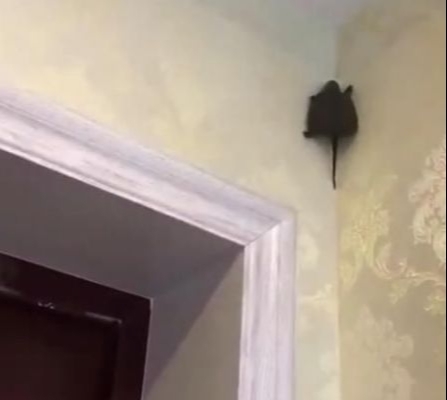 女儿|女子到房间哄女儿睡觉,抬头看见一只“蝙蝠”,老公惊喜了