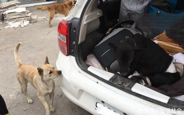 义工|93岁奶奶请义工带狗狗去绝育！狗狗超想奶奶，回来后狂亲