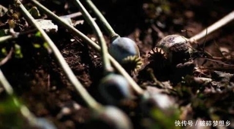  全球|全球最大的罂粟产区：占全球产量80% 可直接影响世界价格