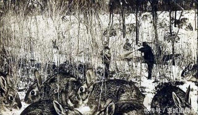  母鸡|原来美国历史上也发生过“大跃进”，母鸡可以拉车，兔子比熊还大