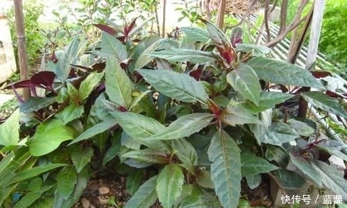  比肉|夏天农村几种适合凉拌包饺子的野菜，比肉还要香，吃过的人全说好