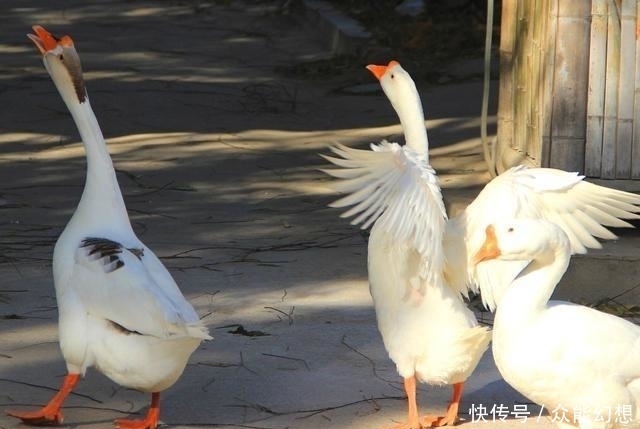 吃法|中国历史上有两道菜吃法非常残忍,现在已经没有人吃了