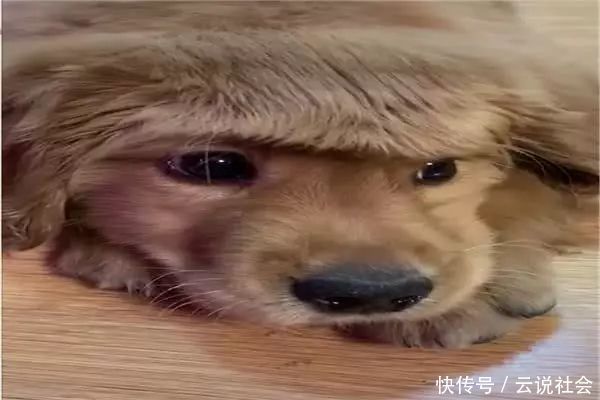 搭配|主人给小金毛梳了齐刘海造型,再搭配上单纯无辜的小眼神,好可爱