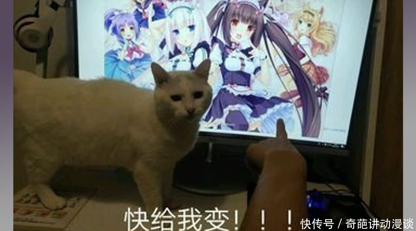 猫咪|想让猫咪变成人?变是不可能的,但画师可以将其画出来!