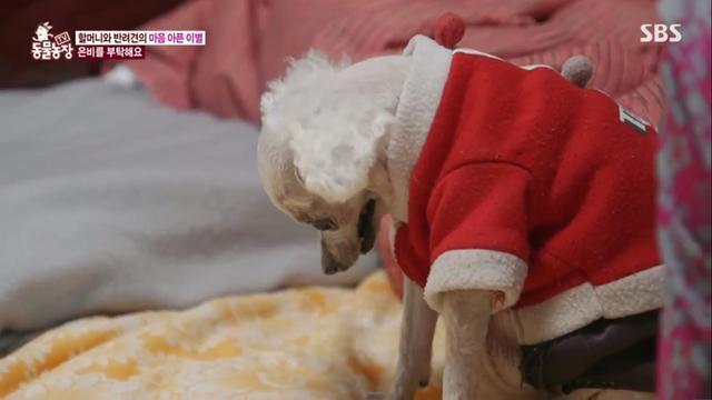 躲进|主人不在家,12岁狗狗怕打雷躲进厕所,一系列举动乖巧得让人心疼