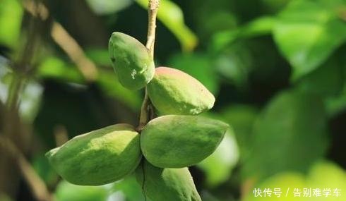 祭祀|此果南方才有,人称“树上花生”,过去没人吃,如今15元1斤