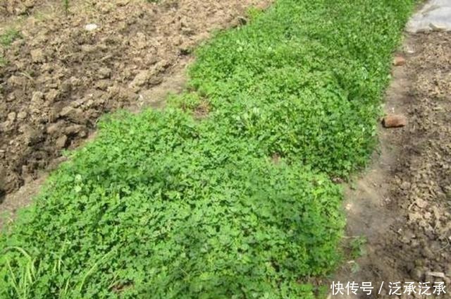 上市|被种植1千多年,常年被用作饲料,如今鲜嫩上市,生煸很美味